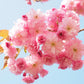 Japanese Cherry Blossom - Our Version for Women Premium Fragrance & Body Oil