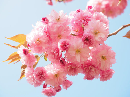 Japanese Cherry Blossom - Our Version for Women Premium Fragrance & Body Oil